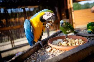  Top 23 Toxic Food for Parrots