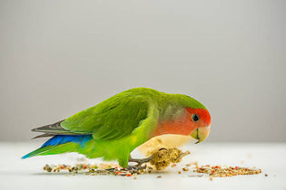  General Parrot Nutrition