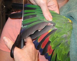  Wing Clipping your Parrot – To do or not to do