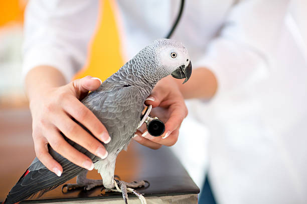 Parrot Care: A Guide to Raising a Happy and Health Bird